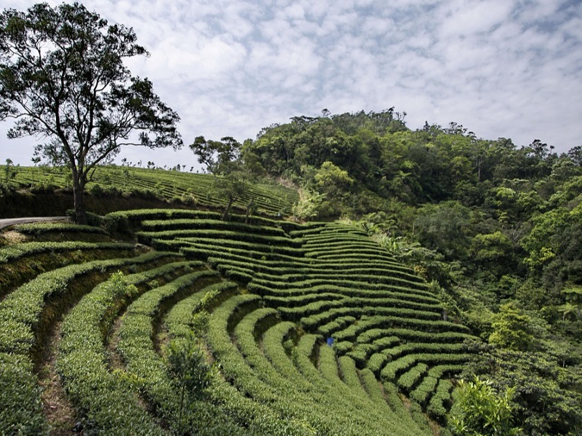 Pinglin Tea Culture & Elephant Mountain Day Tour 